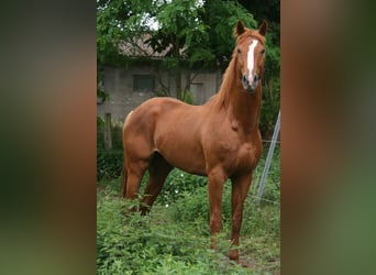 Thoroughbred, Stallion, 4 years, 16.2 hh, Chestnut-Red