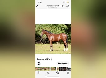 Thoroughbred, Stallion, 4 years, 16 hh, Brown