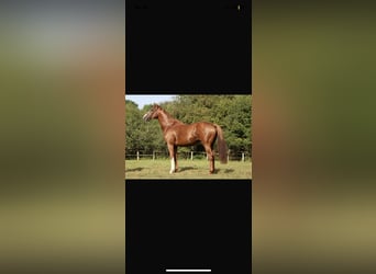 Thoroughbred, Stallion, 4 years, 16 hh, Brown