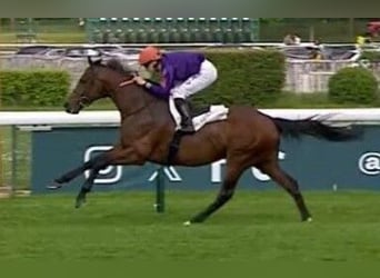 Thoroughbred, Stallion, 4 years, 16 hh, Brown