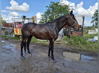 Thoroughbred, Stallion, 4 years, Bay