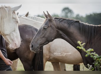 Thoroughbred, Stallion, 4 years, Black