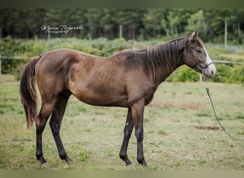 Thoroughbred, Stallion, 4 years, Black