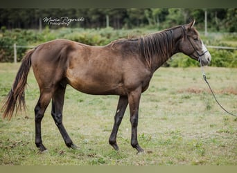 Thoroughbred, Stallion, 4 years, Black