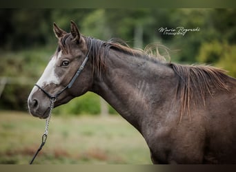 Thoroughbred, Stallion, 4 years, Black