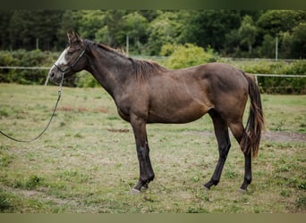 Thoroughbred, Stallion, 4 years, Black