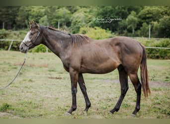 Thoroughbred, Stallion, 4 years, Black