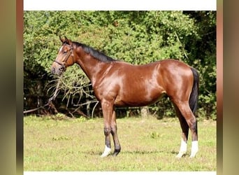 Thoroughbred, Stallion, 5 years, 16 hh, Brown