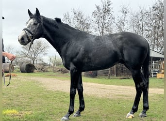 Thoroughbred, Stallion, 5 years, 17 hh, Grey