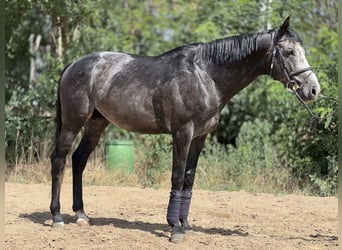Thoroughbred, Stallion, 5 years, 17 hh, Grey