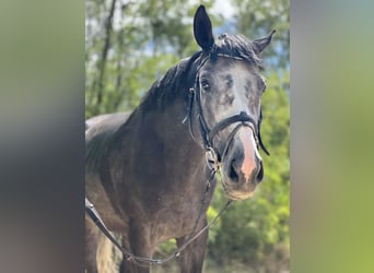 Thoroughbred, Stallion, 5 years, 17 hh, Grey