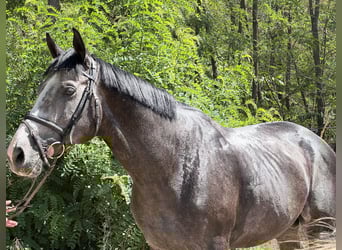Thoroughbred, Stallion, 5 years, 17 hh, Grey