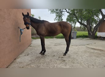 Thoroughbred, Stallion, 6 years, 18 hh, Brown