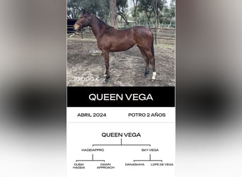 Thoroughbred, Stallion, 6 years