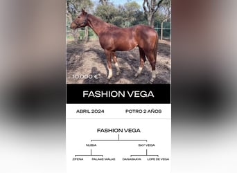 Thoroughbred, Stallion, 6 years