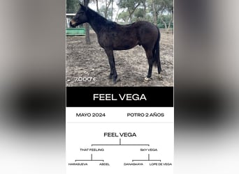 Thoroughbred, Stallion, 6 years