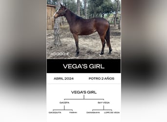 Thoroughbred, Stallion, 6 years