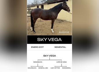 Thoroughbred, Stallion, 6 years