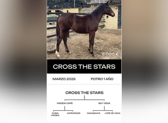 Thoroughbred, Stallion, 6 years