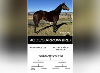 Thoroughbred, Stallion, 6 years