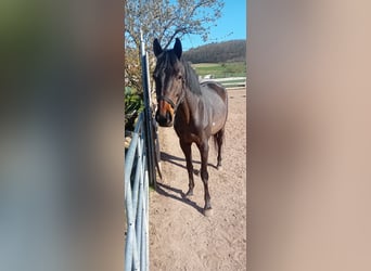Thoroughbred, Stallion, 7 years, 14,3 hh, Bay-Dark