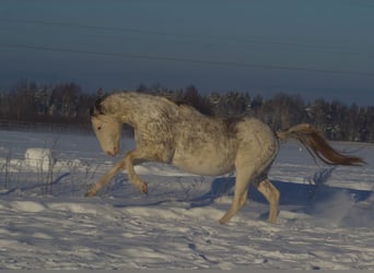Thoroughbred, Stallion, 7 years, 15,2 hh, Buckskin
