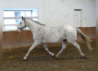 Thoroughbred, Stallion, 7 years, 15,2 hh, Buckskin