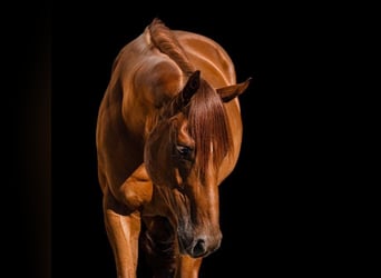 Thoroughbred, Stallion, 7 years, 15,3 hh, Chestnut-Red