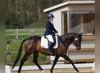 Thoroughbred, Stallion, 7 years, 16 hh, Bay