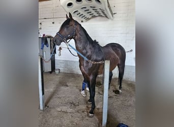 Thoroughbred, Stallion, 7 years, 16 hh, Brown