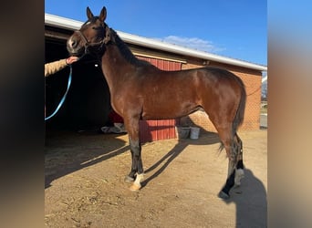 Thoroughbred, Stallion, 7 years, 16 hh, Brown