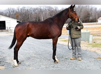 Thoroughbred, Stallion, 7 years, 16 hh, Brown