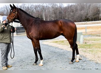 Thoroughbred, Stallion, 7 years, 16 hh, Brown