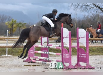 Thoroughbred, Stallion, 8 years, 16 hh, Smoky-Black