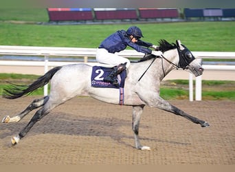 Thoroughbred, Stallion, 9 years, 16,2 hh, Gray