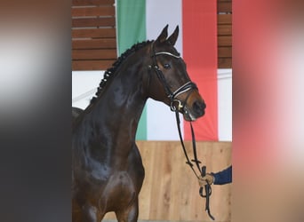 Thoroughbred, Stallion, 10 years, 16,3 hh, Bay-Dark
