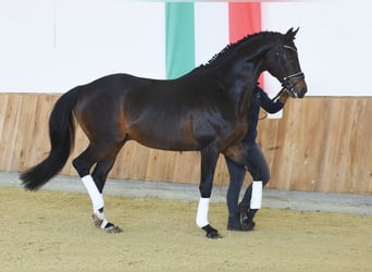 Thoroughbred, Stallion, 10 years, 16,3 hh, Bay-Dark