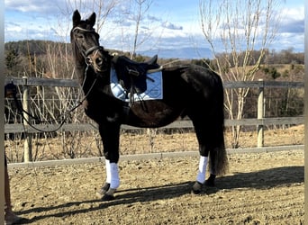 Thoroughbred, Stallion, 17 years, Black