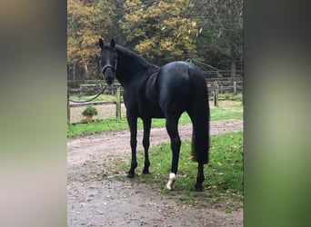 Thoroughbred, Stallion, 14 years, 16.1 hh, Black