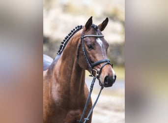 Thoroughbred, Stallion, 9 years, 16.2 hh, Brown