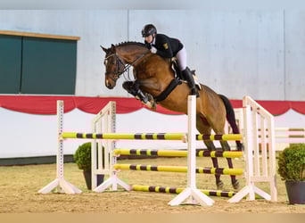 Thoroughbred, Stallion, 9 years, 16.2 hh, Brown