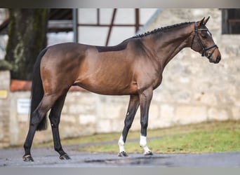 Thoroughbred, Stallion, 9 years, 16.2 hh, Brown