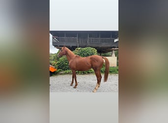 Thoroughbred, Stallion, 10 years, 16,2 hh, Chestnut