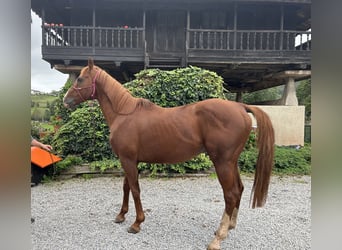 Thoroughbred, Stallion, 10 years, 16,2 hh, Chestnut