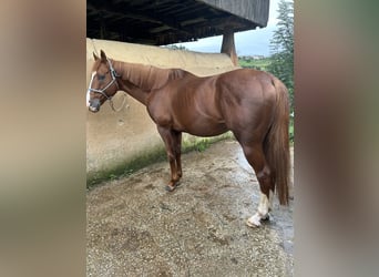 Thoroughbred, Stallion, 10 years, 16,2 hh, Chestnut