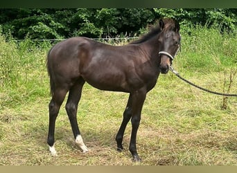 Thoroughbred, Stallion, Foal (03/2024), 12,3 hh, Bay-Dark