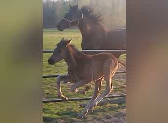 Thoroughbred, Stallion, Foal (03/2026), 16 hh, Bay-Dark