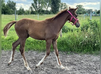 Thoroughbred, Stallion, Foal (03/2024), 16 hh, Chestnut