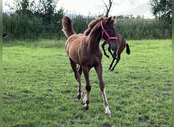Thoroughbred, Stallion, Foal (03/2024), 16 hh, Chestnut