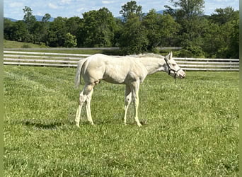 Thoroughbred, Stallion, Foal (04/2025), 16 hh, Palomino